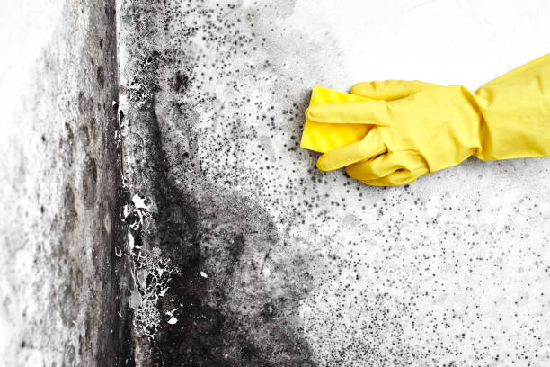 Best Emergency Mold Remediation  in Park City, KS
