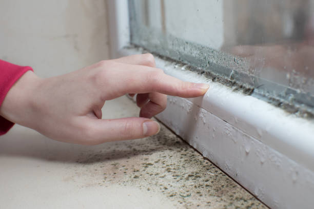 Best Mold Damage Restoration  in Park City, KS