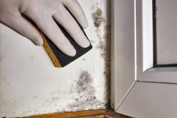 Best Crawl Space Mold Remediation  in Park City, KS